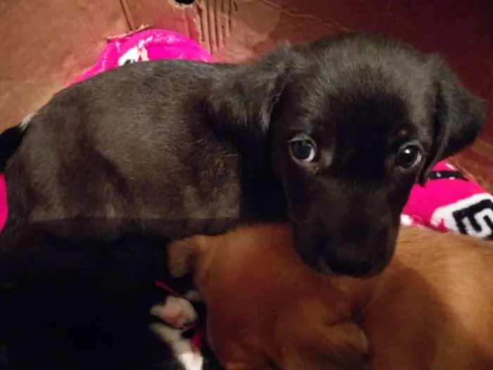 Cachorro ra a Vira-lata  idade 2 a 6 meses nome Não tem nome 