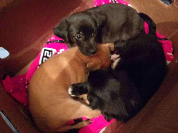 Cachorro ra a Vira-lata  idade 2 a 6 meses nome Não tem nome 