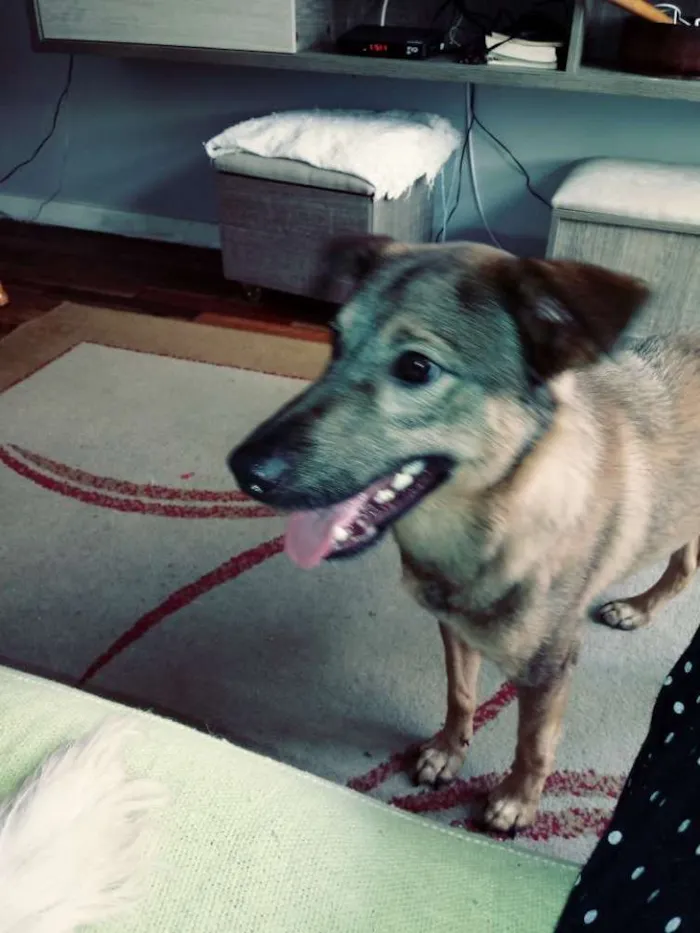 Cachorro ra a Vira lata idade 7 a 11 meses nome Caramelo