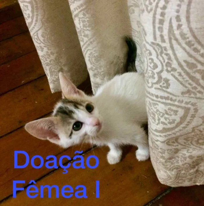 Gato raça S/D idade Abaixo de 2 meses nome 3 Marias 