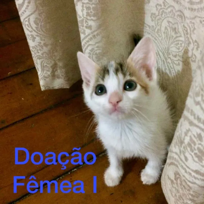 Gato raça S/D idade Abaixo de 2 meses nome 3 Marias 