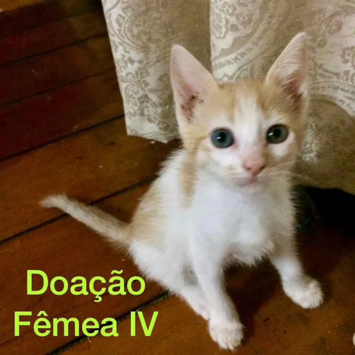Gato raça S/D idade Abaixo de 2 meses nome 3 Marias 