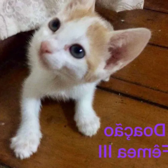 Gato raça S/D idade Abaixo de 2 meses nome 3 Marias 