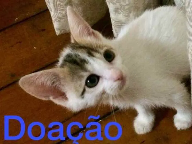 Gato raça S/D idade Abaixo de 2 meses nome 3 Marias 