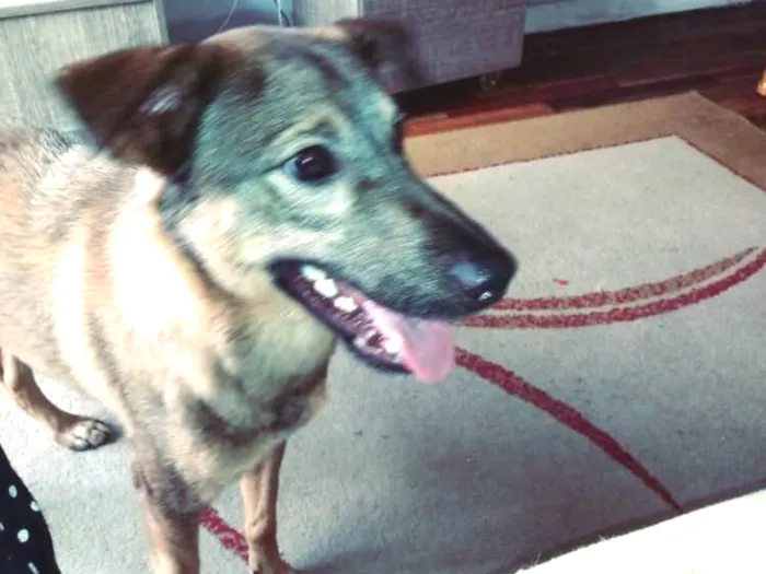 Cachorro ra a Vira lata idade 7 a 11 meses nome Caramelo