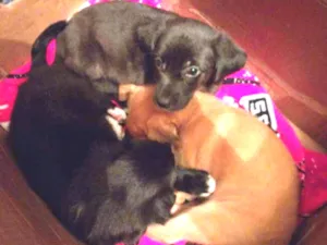 Cachorro raça Vira-lata  idade 2 a 6 meses nome Não tem nome 