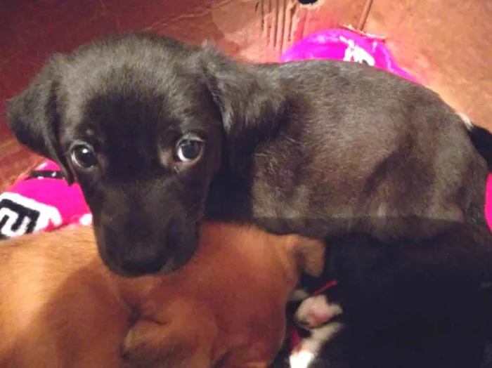 Cachorro ra a Vira-lata  idade 2 a 6 meses nome Não tem nome 