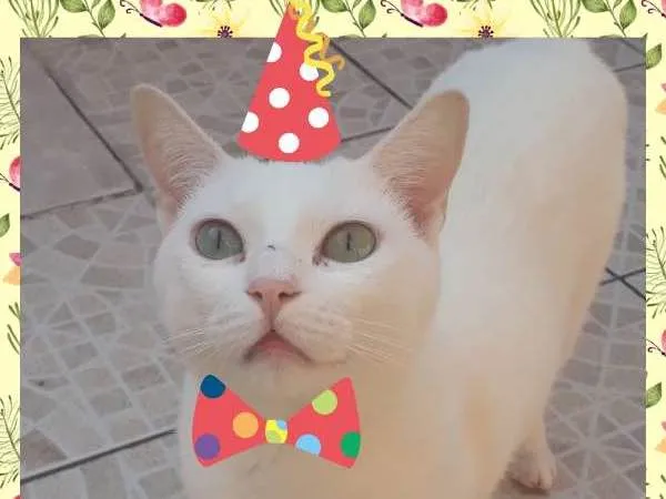 Gato ra a SRD idade 4 anos nome CHARLES