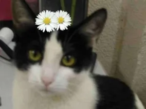 Gato raça SRD gata idade 7 a 11 meses nome Chiquinha