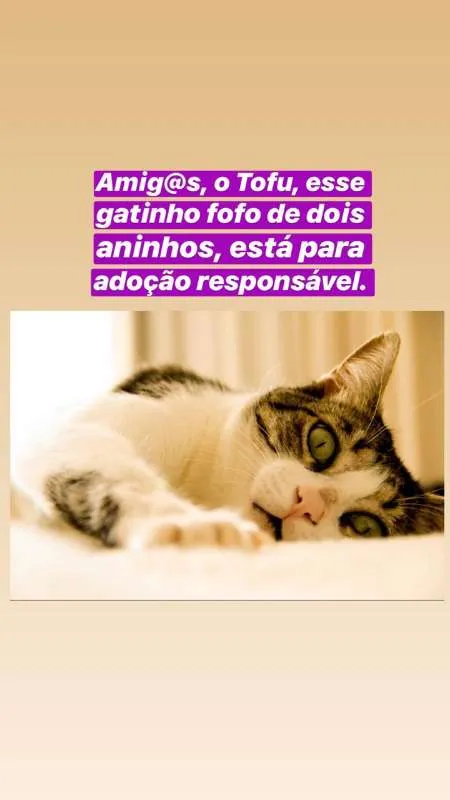 Gato ra a SRN idade 2 anos nome Tofu
