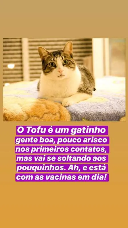 Gato ra a SRN idade 2 anos nome Tofu