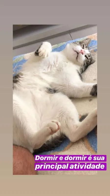 Gato ra a SRN idade 2 anos nome Tofu