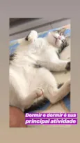Tofu