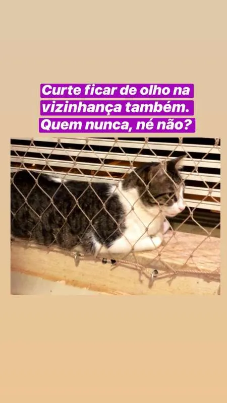 Gato ra a SRN idade 2 anos nome Tofu