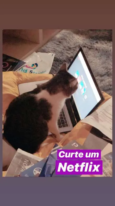 Gato ra a SRN idade 2 anos nome Tofu