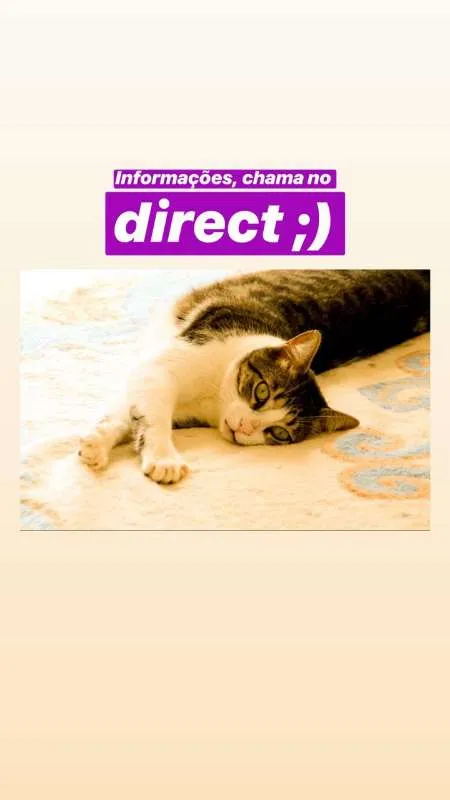 Gato ra a SRN idade 2 anos nome Tofu