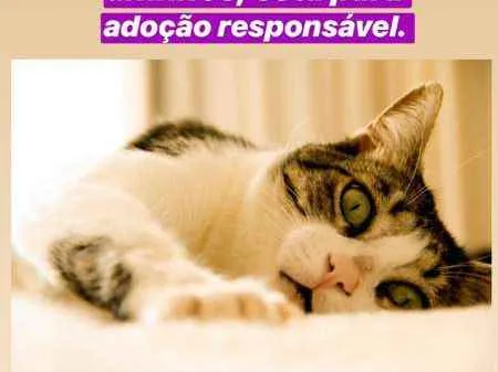 Gato ra a SRN idade 2 anos nome Tofu