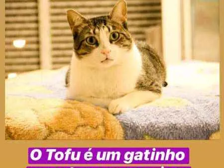 Gato ra a SRN idade 2 anos nome Tofu