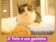 Tofu