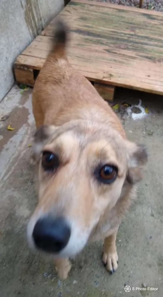 Cachorro ra a SRD idade 5 anos nome Jimmy