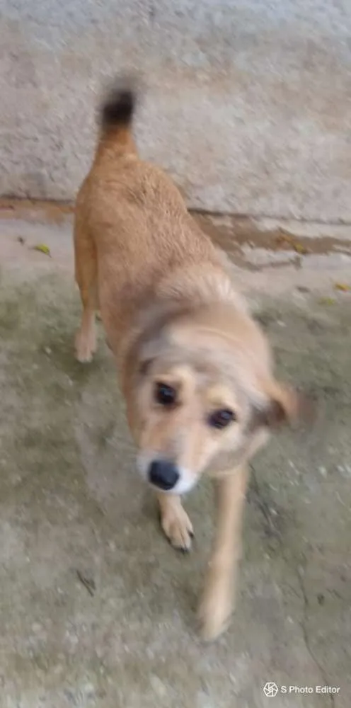 Cachorro ra a SRD idade 5 anos nome Jimmy