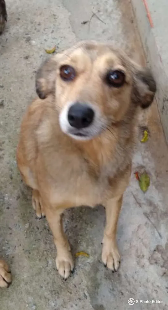 Cachorro ra a SRD idade 5 anos nome Jimmy
