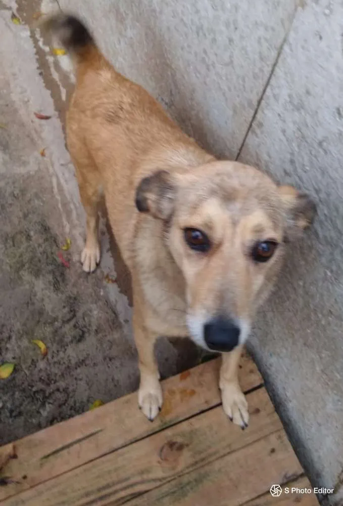 Cachorro ra a SRD idade 5 anos nome Jimmy