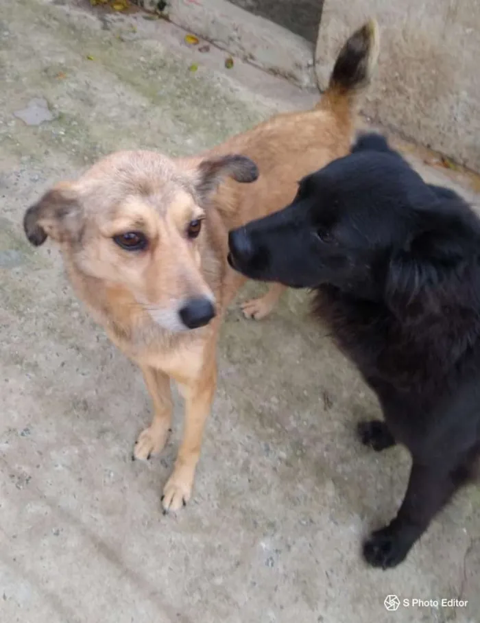 Cachorro ra a SRD idade 5 anos nome Jimmy