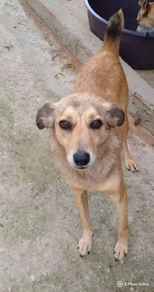 Cachorro ra a SRD idade 5 anos nome Jimmy