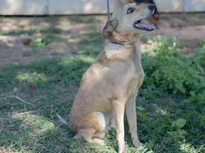 Cachorro ra a SRD idade 5 anos nome Jimmy