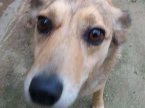 Cachorro ra a SRD idade 5 anos nome Jimmy
