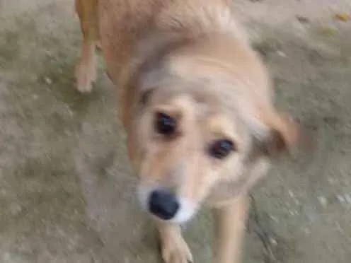 Cachorro ra a SRD idade 5 anos nome Jimmy