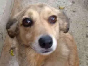 Cachorro raça SRD idade 5 anos nome Jimmy