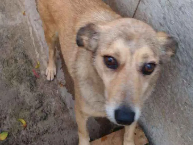 Cachorro ra a SRD idade 5 anos nome Jimmy