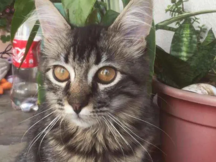 Gato ra a Angorá idade 2 a 6 meses nome Maui