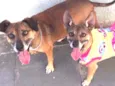 LILA E LUCA
