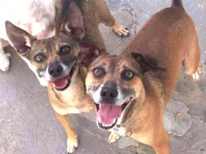Cachorro raça SRD idade 5 anos nome LILA E LUCA