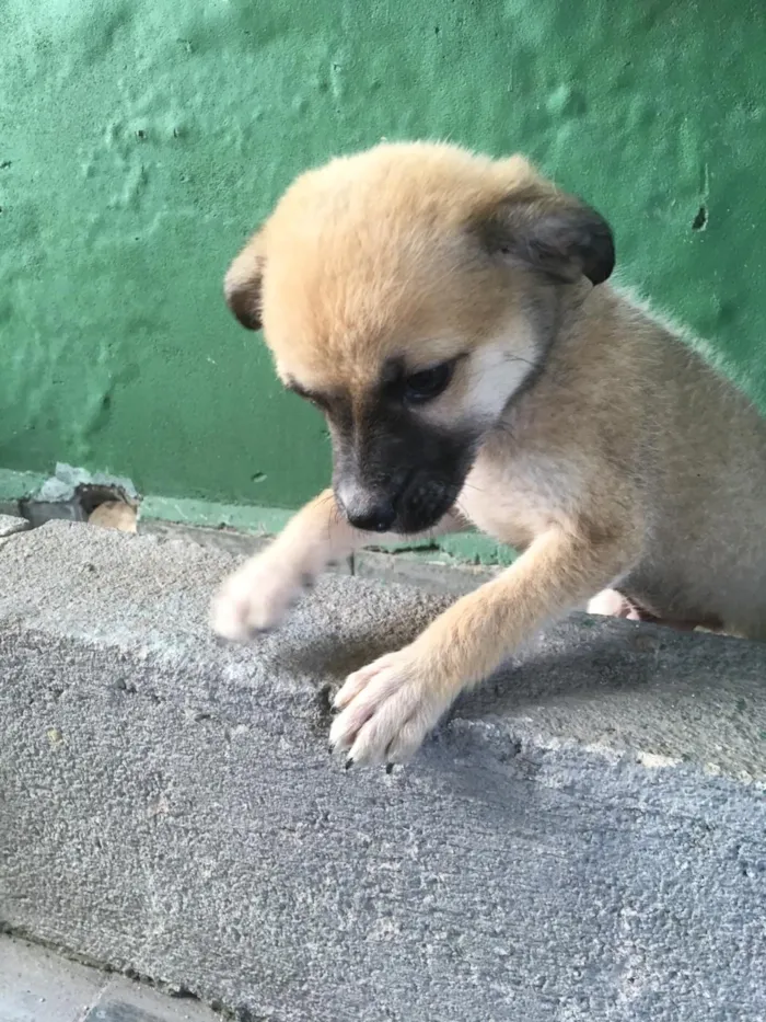 Cachorro ra a vira lata idade 7 a 11 meses nome sem nome