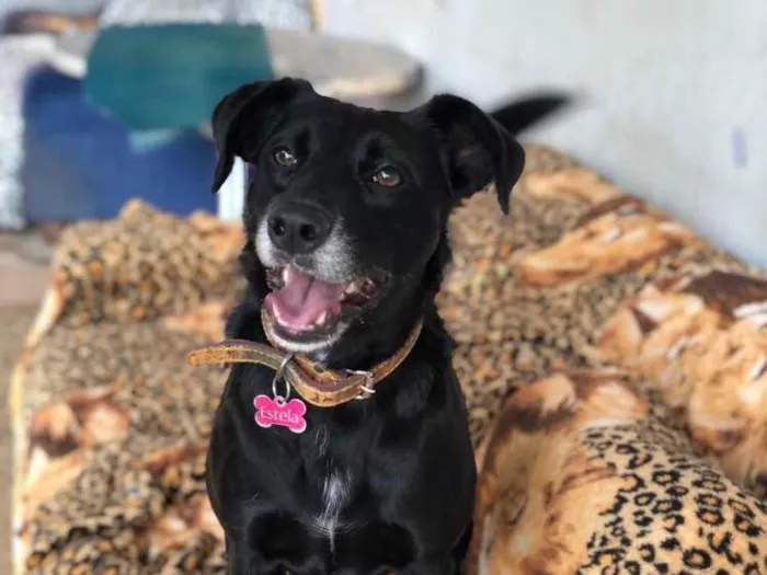 Cachorro ra a SRD  idade 3 anos nome Estela
