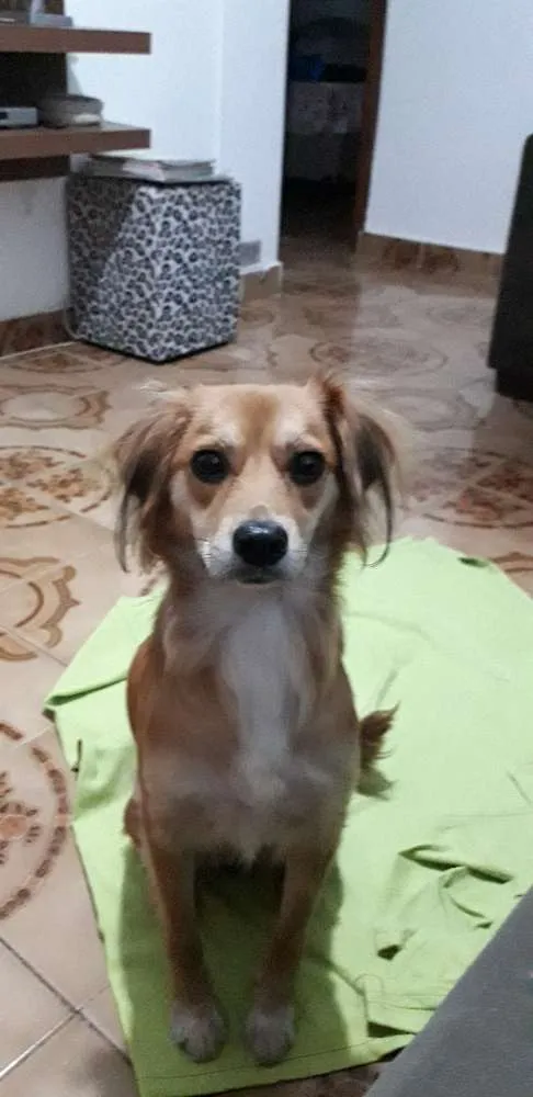 Cachorro ra a Não sei idade 1 ano nome Klóe