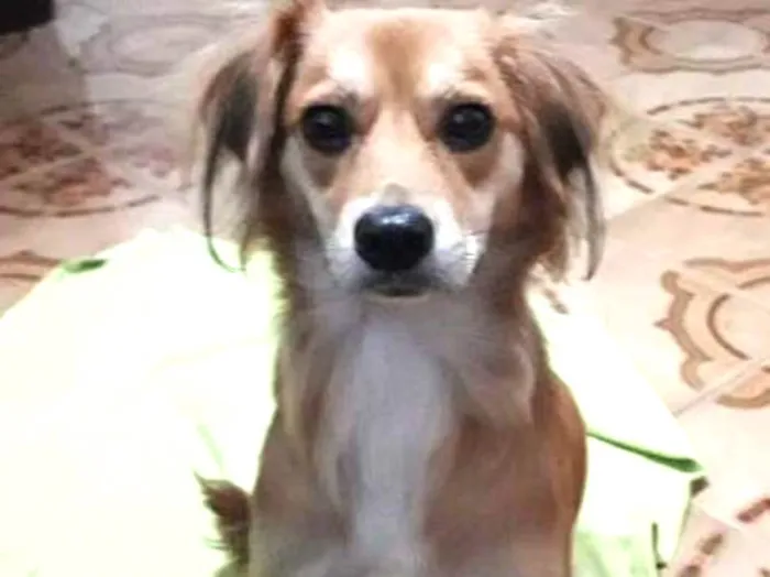 Cachorro ra a Não sei idade 1 ano nome Klóe