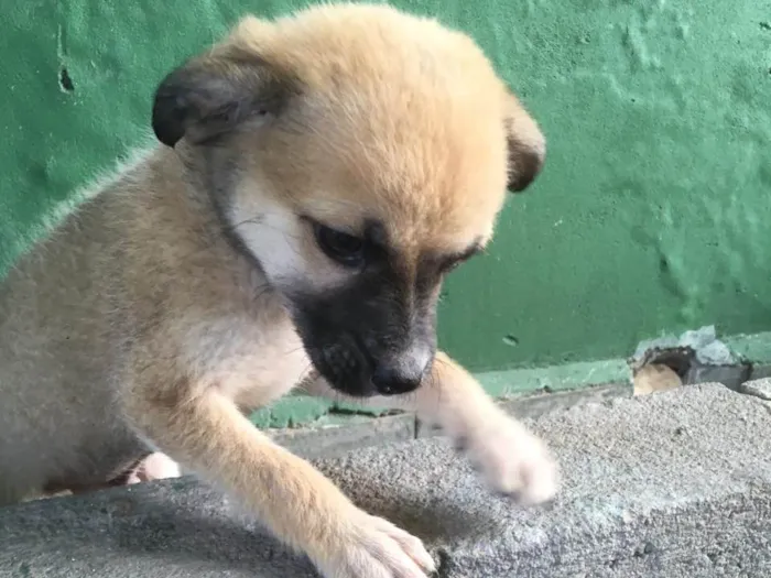 Cachorro ra a vira lata idade 7 a 11 meses nome sem nome
