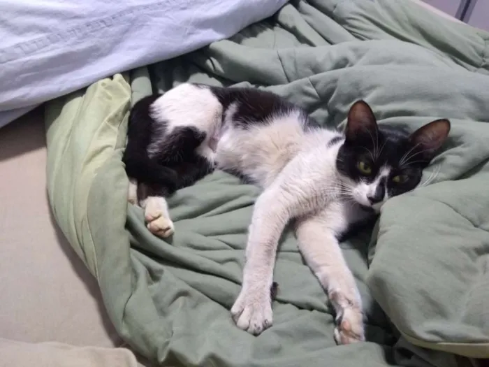 Gato ra a  idade 7 a 11 meses nome Anita