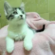 Romie