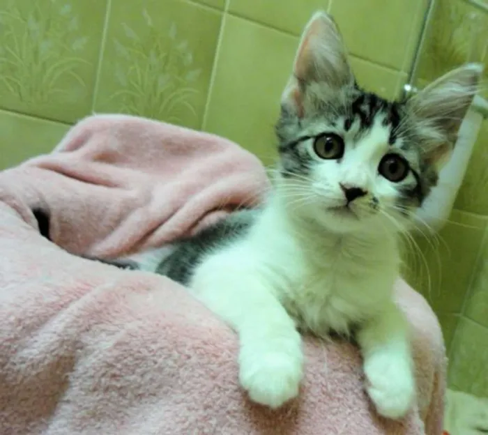 Gato ra a SRD idade 2 a 6 meses nome Romie