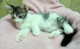 Romie