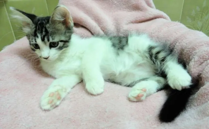 Gato ra a SRD idade 2 a 6 meses nome Romie