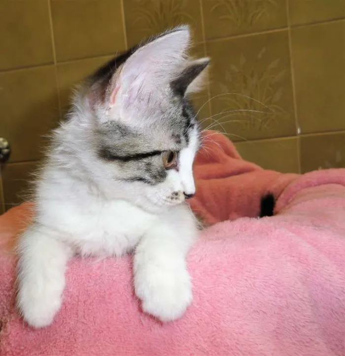 Gato ra a SRD idade 2 a 6 meses nome Romie