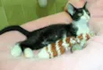 Batatinha
