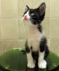 Batatinha